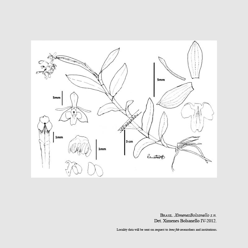 Epidendrum artelirioi